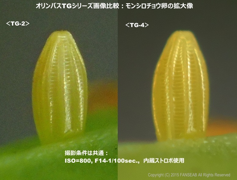 モンシロチョウの産卵など 6月下旬 探蝶逍遥記