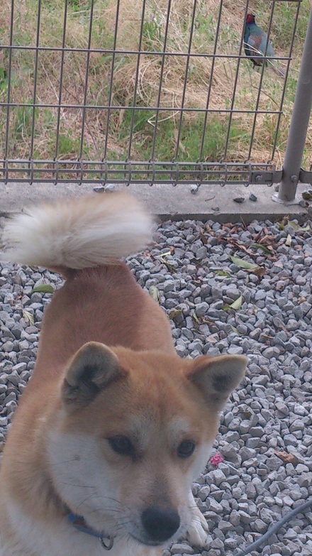 サスケのおやつ_f0172281_5462676.jpg