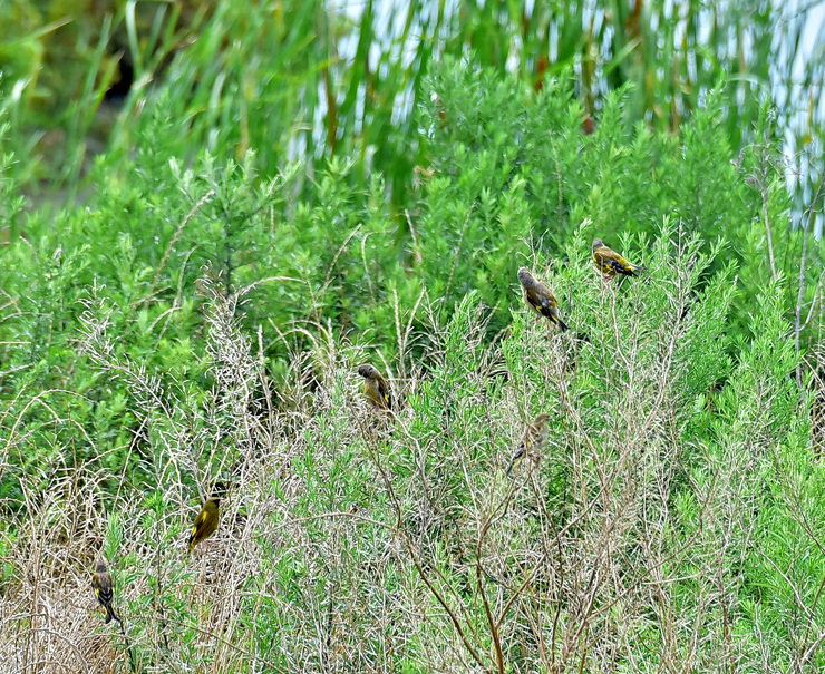 2015年7月 野鳥_c0176183_2048214.jpg