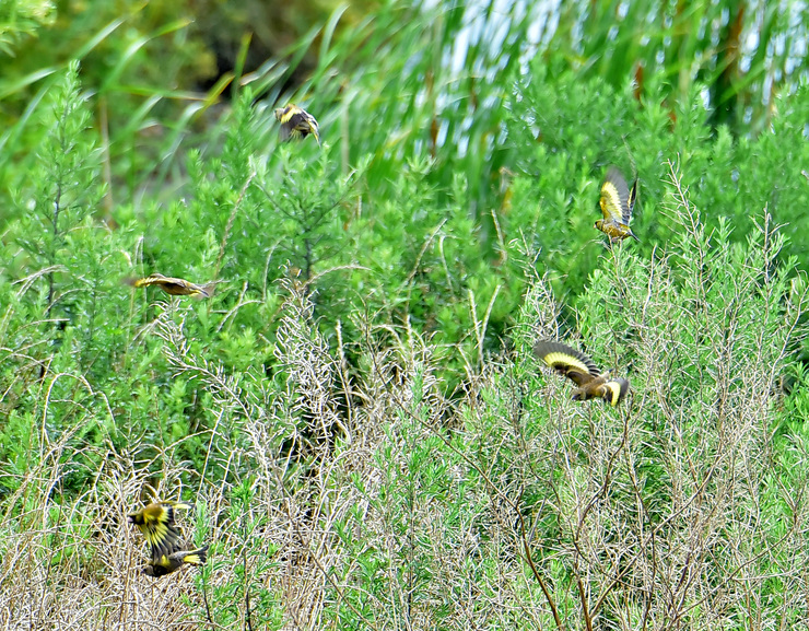 2015年7月 野鳥_c0176183_20485889.jpg