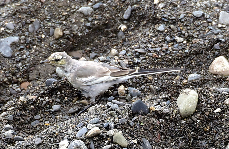 2015年7月 野鳥_c0176183_20521760.jpg