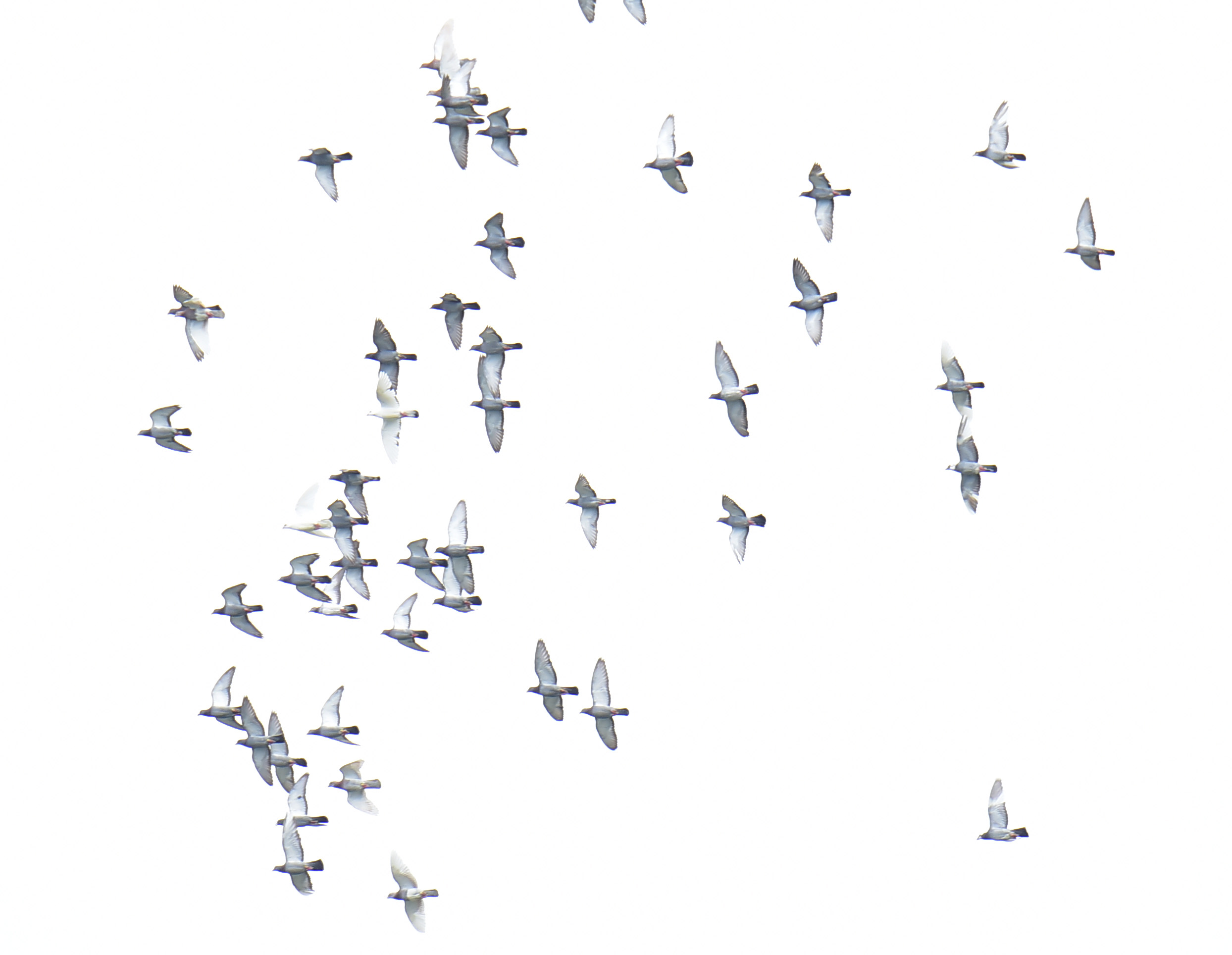 2015年7月 野鳥_c0176183_20523735.jpg