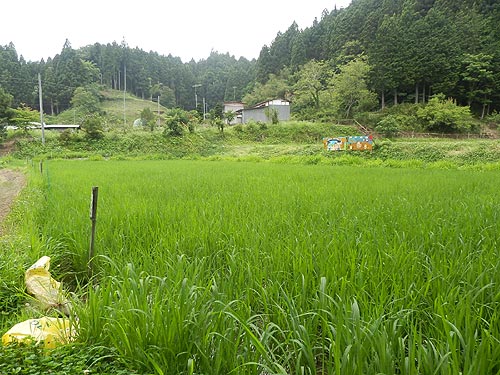 7月3日の田んぼ(月光原小・西根小)_d0247484_11292696.jpg