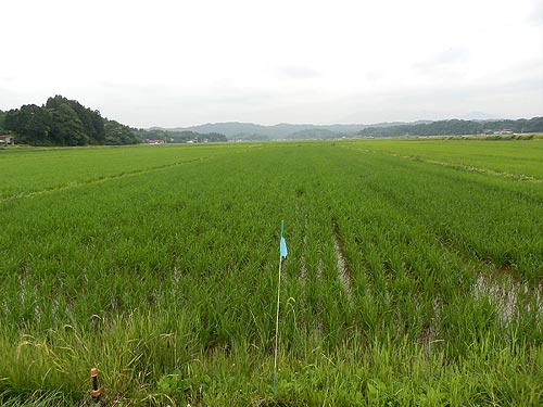 7月3日の田んぼ(目黒角田絆交流田)_d0247484_1434379.jpg