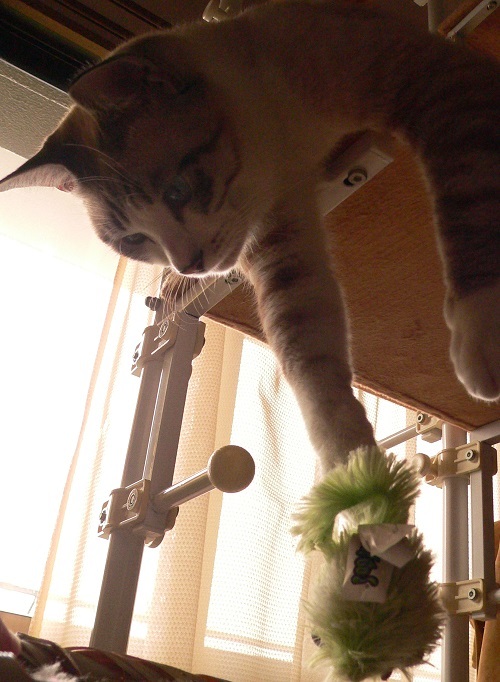 ギンコキャッチャー第1弾!_a0333195_23092093.jpg