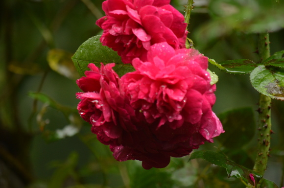 a0288500_902851.jpg