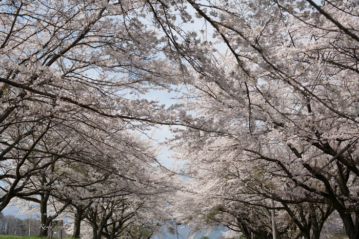 今年も恙無く春の美しい桜を見る事が出来ました_c0137403_15211637.jpg