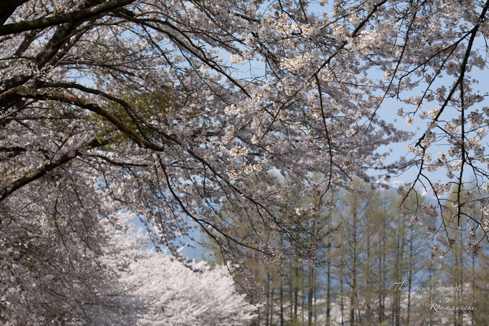 今年も恙無く春の美しい桜を見る事が出来ました_c0137403_15214923.jpg