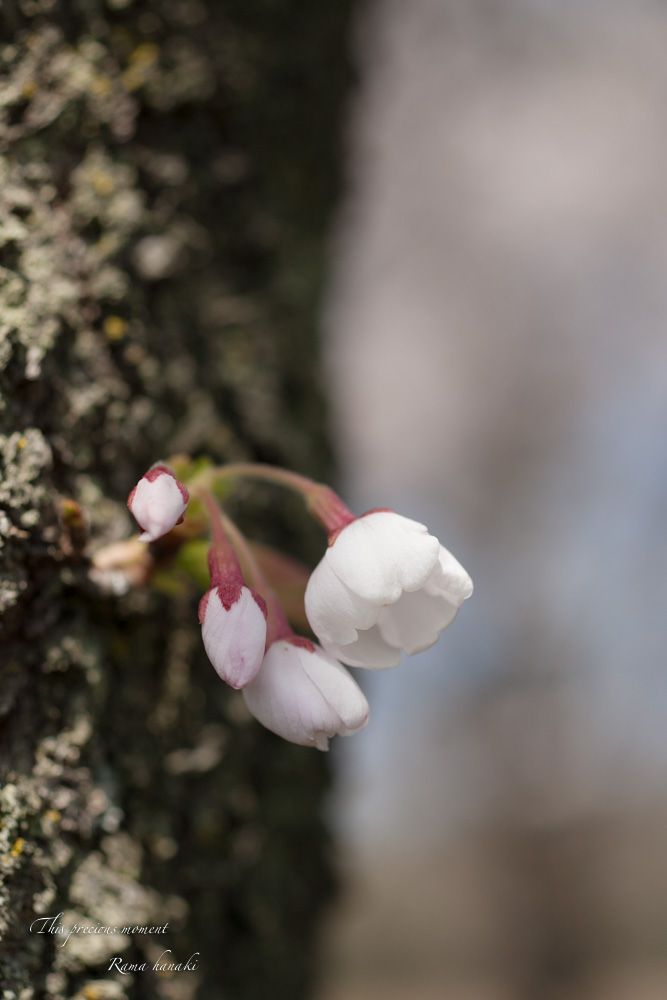今年も恙無く春の美しい桜を見る事が出来ました_c0137403_1521681.jpg