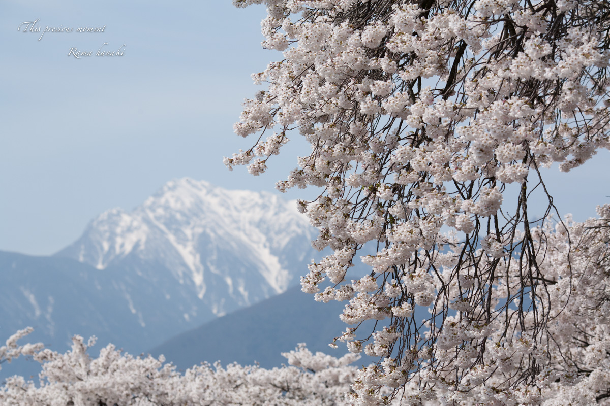 今年も恙無く春の美しい桜を見る事が出来ました_c0137403_15223814.jpg