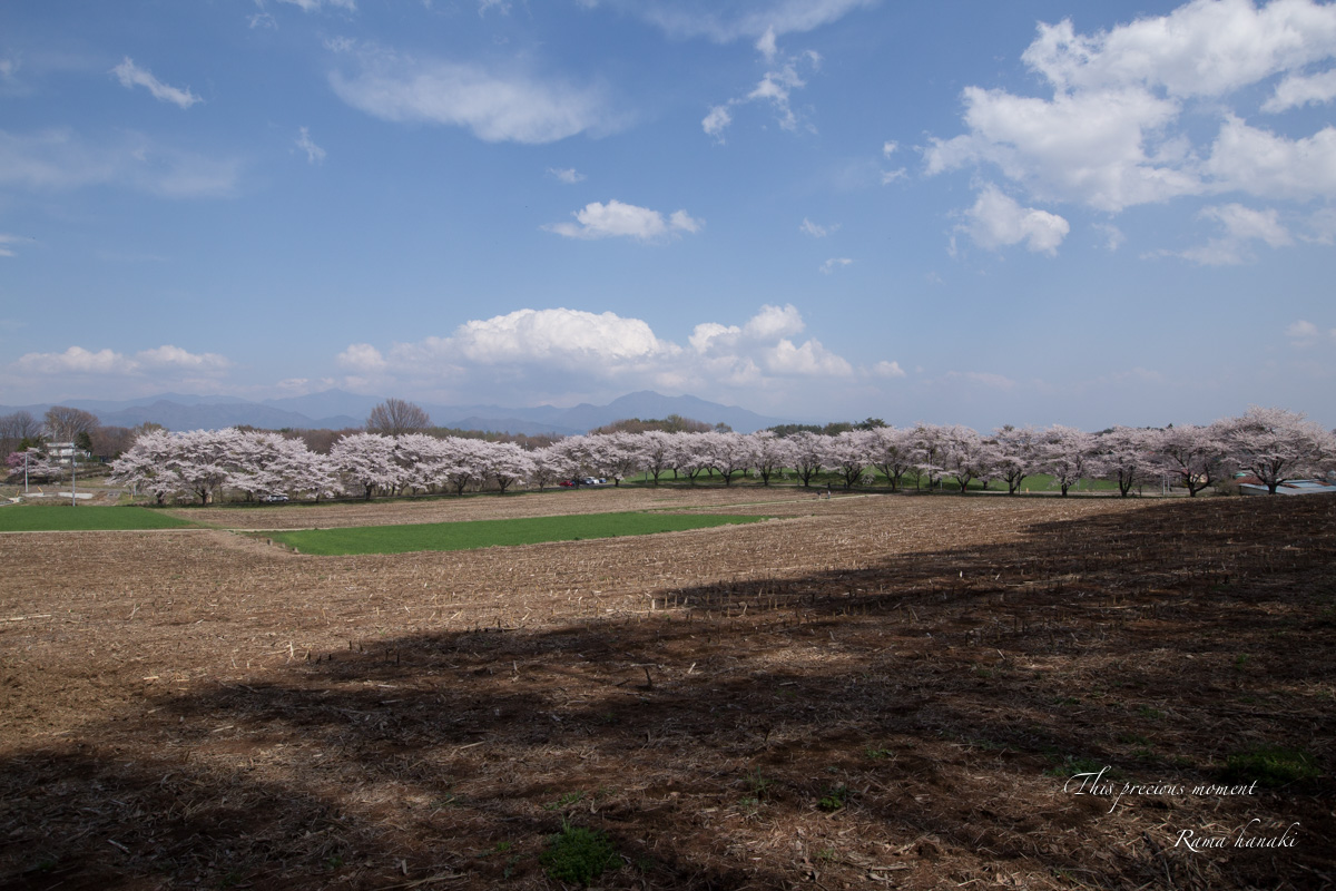 今年も恙無く春の美しい桜を見る事が出来ました_c0137403_15234753.jpg