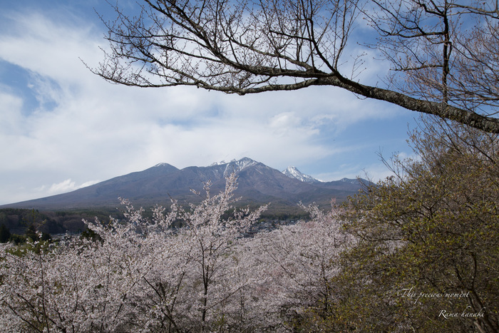 今年も恙無く春の美しい桜を見る事が出来ました_c0137403_16151840.jpg