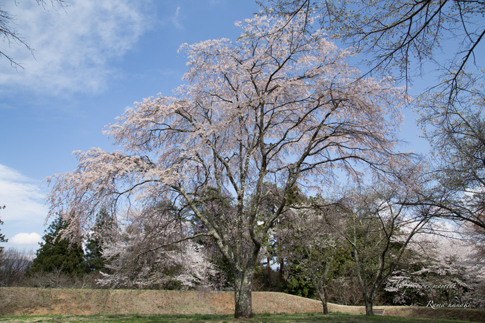 今年も恙無く春の美しい桜を見る事が出来ました_c0137403_16153719.jpg