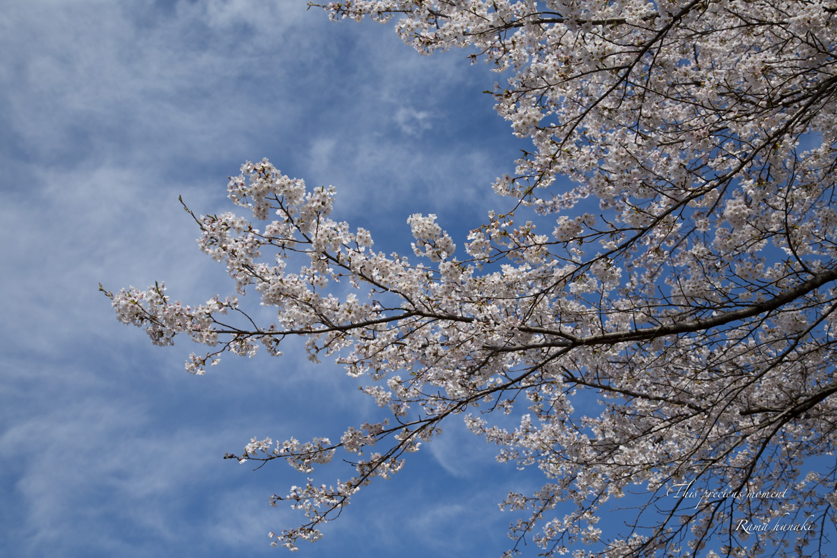 今年も恙無く春の美しい桜を見る事が出来ました_c0137403_1616742.jpg