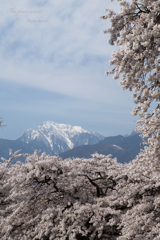 今年も恙無く春の美しい桜を見る事が出来ました_c0137403_1621355.jpg