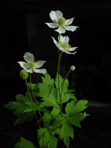 b0052108_22431755.jpg