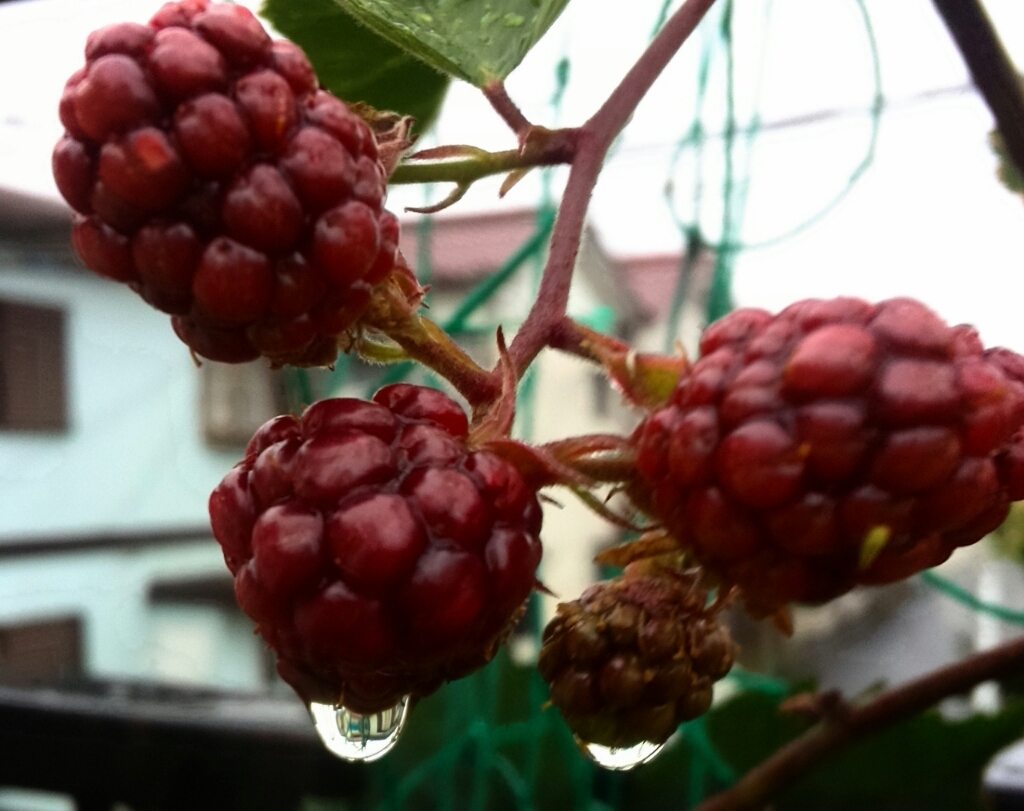 雨に濡れた夏の花たち_e0345110_17515074.jpg