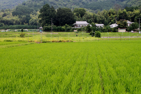 嵯峨野を歩く2 広沢の池から_e0048413_2121140.jpg