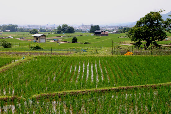嵯峨野を歩く2 広沢の池から_e0048413_21211516.jpg