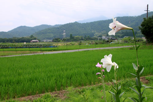 嵯峨野を歩く2 広沢の池から_e0048413_21212876.jpg