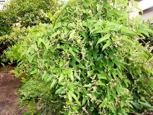 芳しきは 山芋の花 花の訪れ