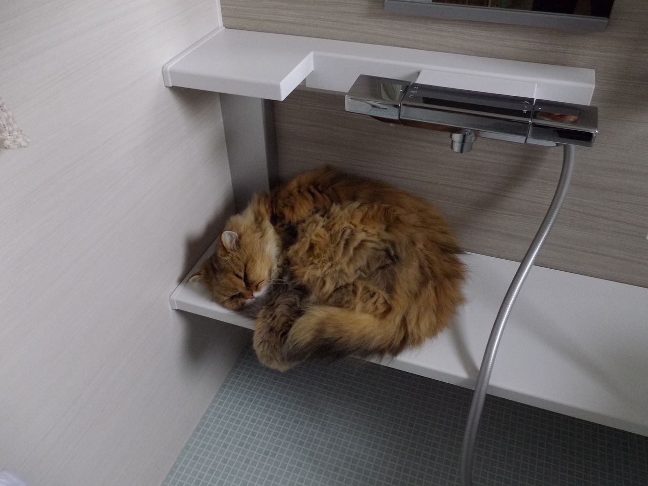 20℃にも届かない日 シモツケマルハバチ騒動_c0025115_22431299.jpg