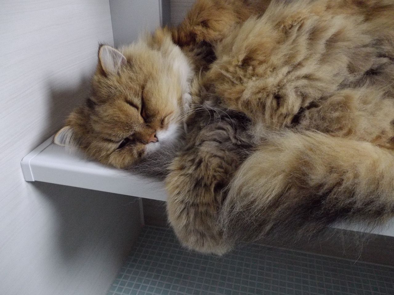 20℃にも届かない日 シモツケマルハバチ騒動_c0025115_22432399.jpg