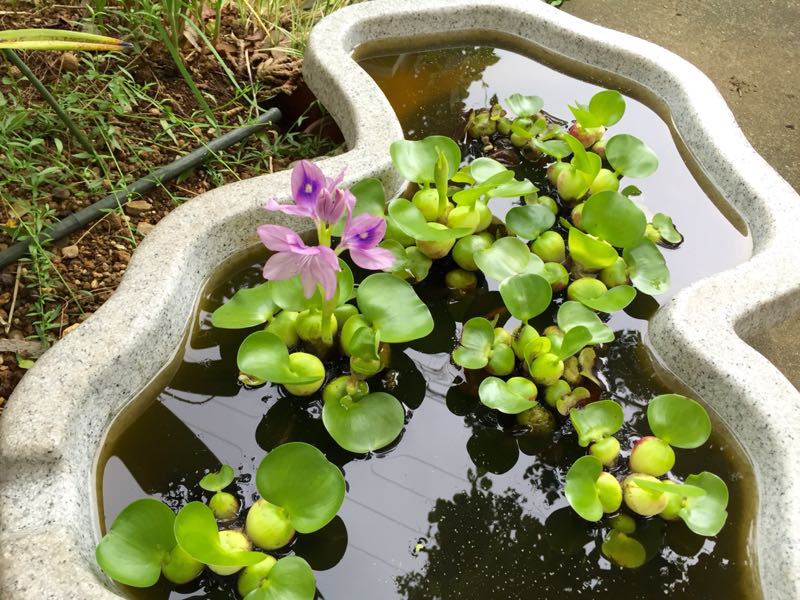 メダカの水槽の布袋草の花が咲いた Lucky Dip666