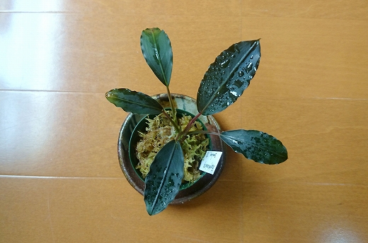 Bucephalandra sp. ”Semadang”TB Bucephalandra sp from Sintang