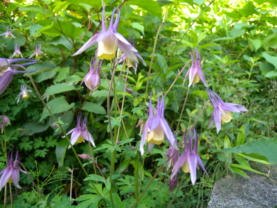 e0272335_520950.jpg