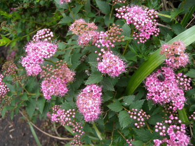 e0272335_852558.jpg