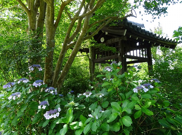 浄瑠璃寺_b0299042_20512150.jpg