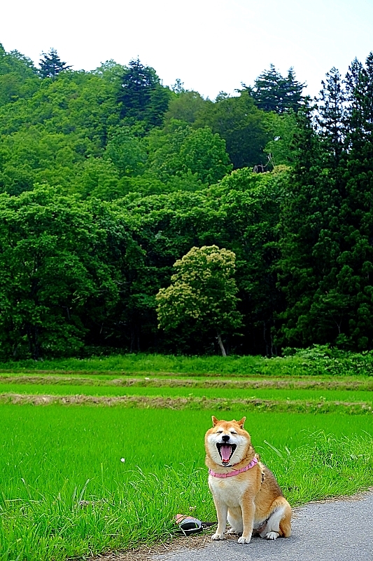 いろいろあるけど・・・_b0314043_13214144.jpg