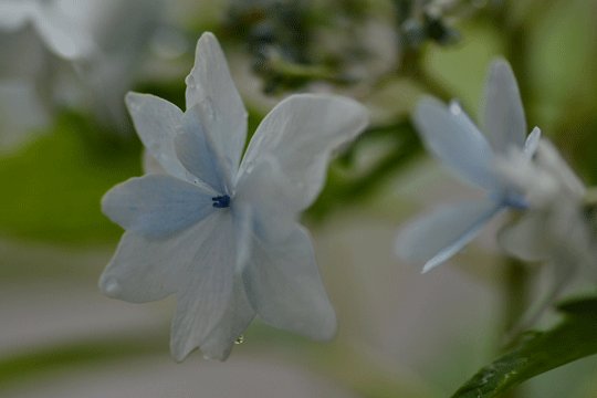 c0093046_6393350.gif