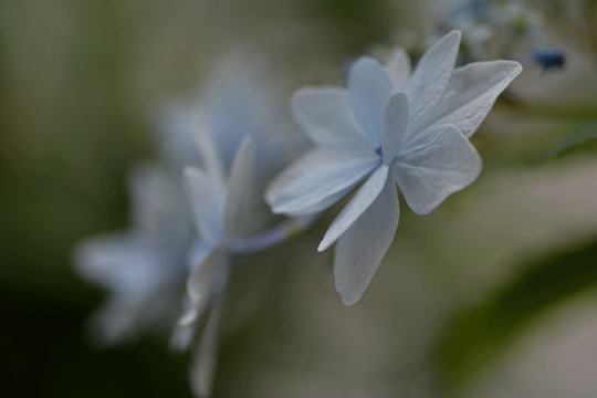 c0093046_639513.gif