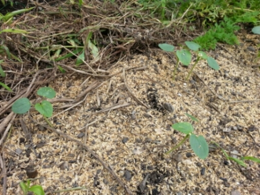 c0330749_16210132.jpg