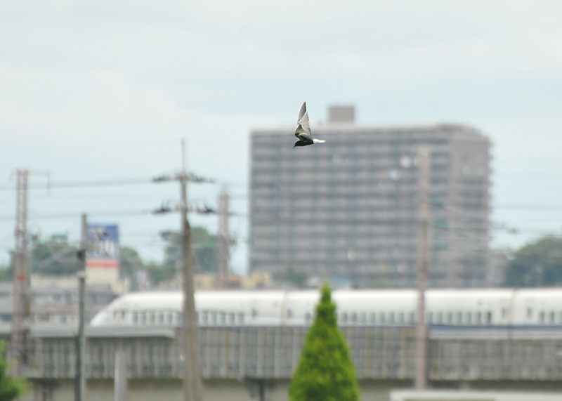 6月28日　お池撮影♪_c0334250_21303928.jpg