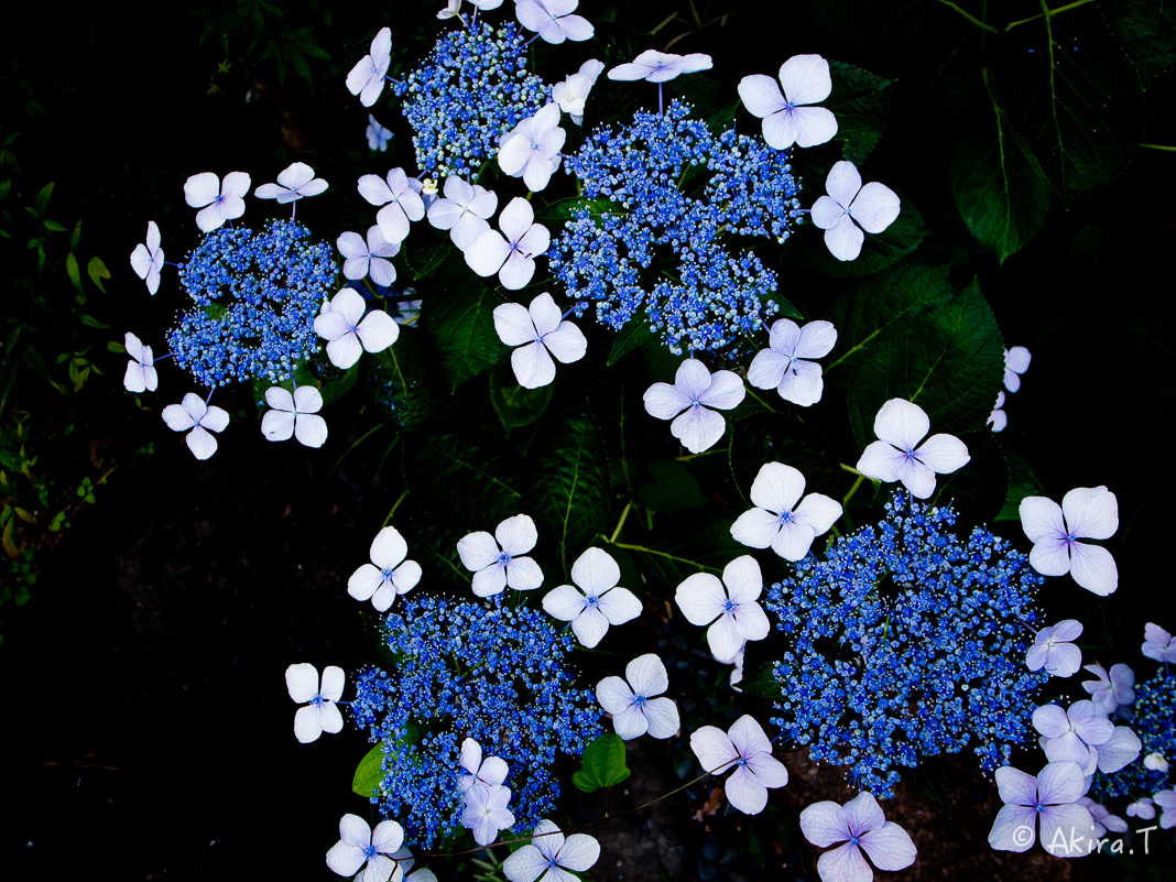 f0152550_16104513.jpg