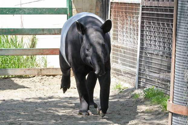 東武動物公園　マレーバクその2_e0294253_09355940.jpg