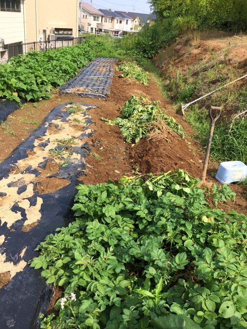 ジャガイモも無臭ニンニクも良だつたが雨が成長後半に有り型がおかしい_e0082956_721614.jpg