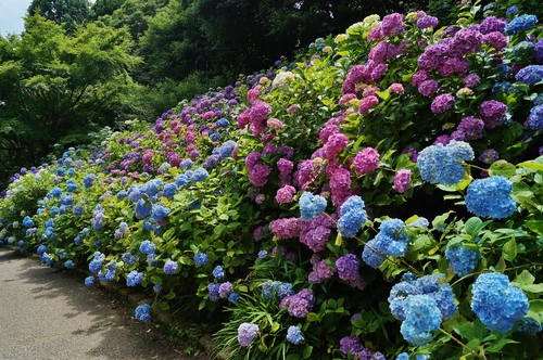 神戸市立森林植物園 ４ あじさい坂のヒメアジサイ たんぶーらんの戯言