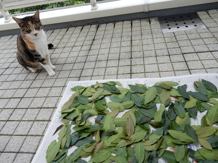’15,7,5(日)何でもない土曜日!_f0060461_15315114.jpg