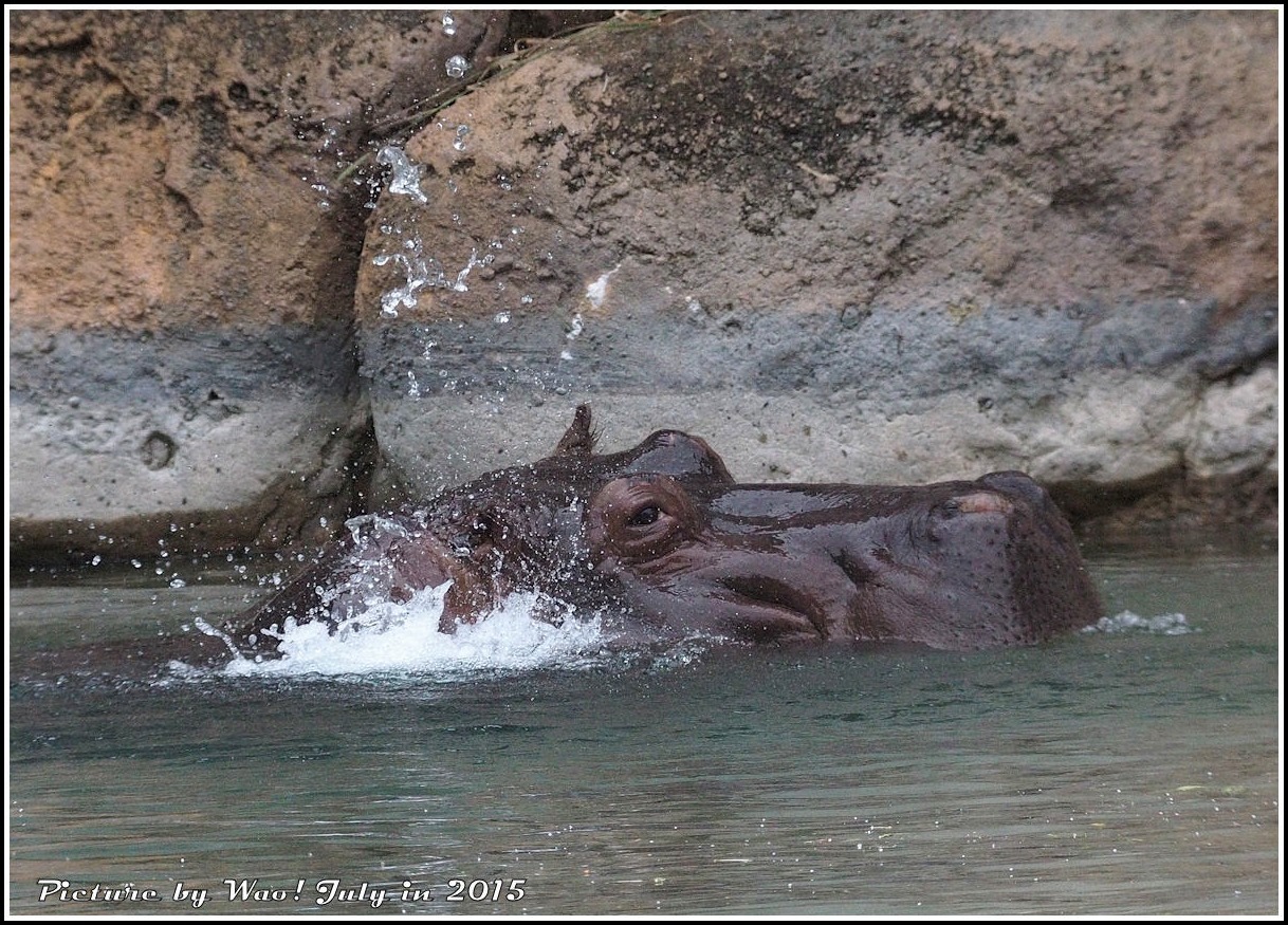 カバは綺麗好きで人気者_c0198669_16403142.jpg