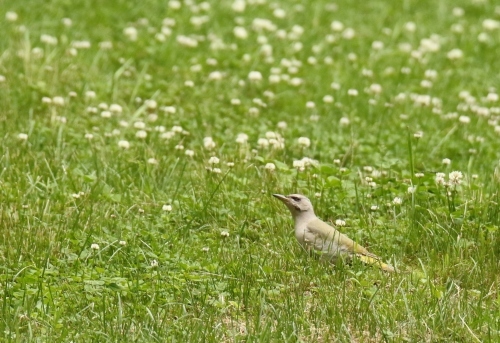 最近の鳥さんたち♪_f0352471_21065836.jpg