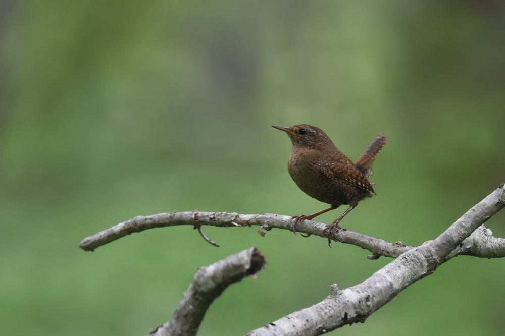 ミソサザイ アカハラ アオジ_f0053272_1555370.jpg