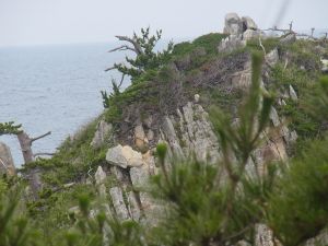 網地島。土壌の少ない岩の上での植樹に成功_e0148077_13484470.jpg