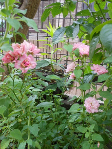 b0096584_22283863.jpg