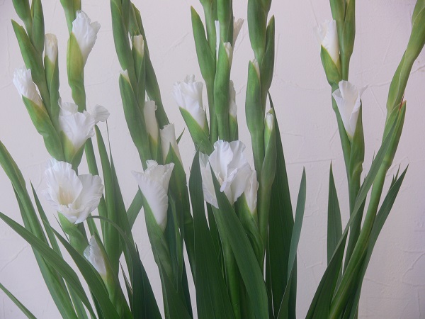 ロマンティックキュリオーサ フラワーショップデリカの花日記