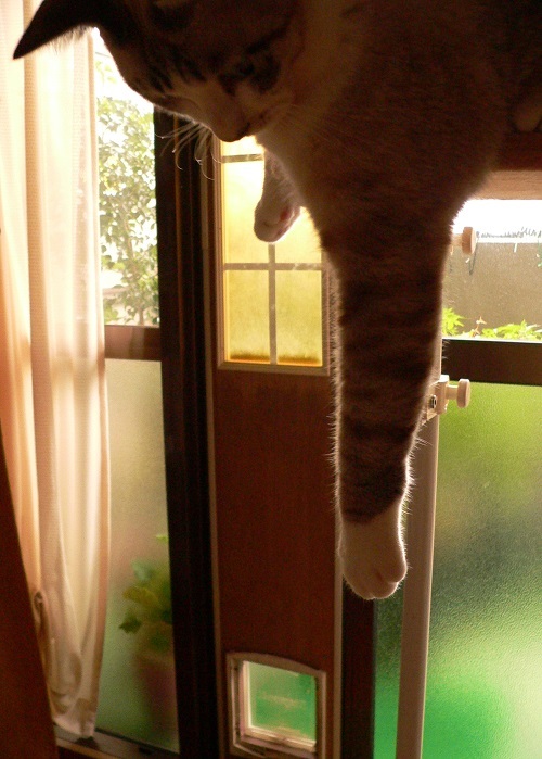 ギンコキャッチャー第2弾!!_a0333195_07392921.jpg
