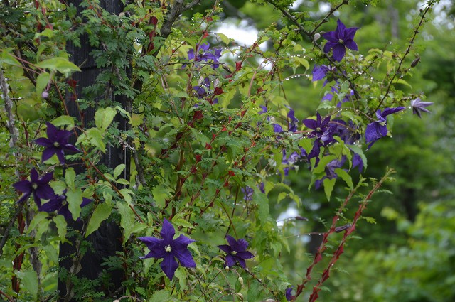 c0124100_01736.jpg